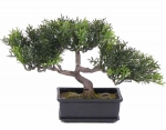 Bonsai tealeaf 23cm